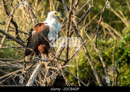 Aigle à poissons africains perché dans un arbre. Banque D'Images