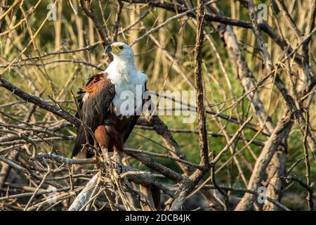 Aigle à poissons africains perché dans un arbre. Banque D'Images