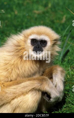 GIBBON À MAIN BLANCHE HYLOBATES LAR, PORTRAIT DE LA FEMELLE Banque D'Images