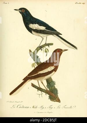CADRAN masculin et féminin du Livre Histoire naturelle des oiseaux d'Afrique [Histoire naturelle des oiseaux d'Afrique] Volume 3, par le Vaillant, François, 1753-1824; publier à Paris par chez J.J. Fuchs, livrée 1799 - 1802 Banque D'Images