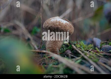 Image en gros plan du champignon de la Grisette (Amanita vaginata) champignons dans la forêt Banque D'Images