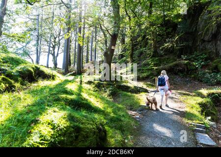 Chien marchant dans les bois, chien marchant, chien marchant à travers les bois, chien marchant seul, seul avec chien, promenade en chien, promenade en forêt, chien, marche, bois, forêt, Banque D'Images