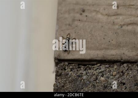 Araignée de saut de zèbre sur un mur de maison beige - salticus scéniculiste Banque D'Images