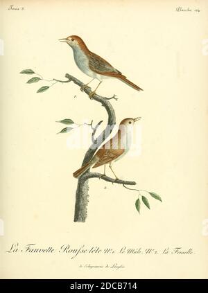 Fauvette ROUSSE-TETE [Paruline à tête rouge] du livre Histoire naturelle des oiseaux d'Afrique [Histoire naturelle des oiseaux d'Afrique] Volume 3, par le Vaillant, François, 1753-1824; publier à Paris par chez J.J. Fuchs, livrée 1799 - 1802 Banque D'Images