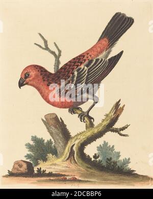 George Edwards, (artiste), anglais, 1694 - 1773, oiseau rouge et noir, UNE histoire naturelle des oiseaux et des animaux rares (1743-51), (série), gravure de couleur main sur papier posé, plaque : 23.5 x 18.9 cm (9 1/4 x 7 7/16 po), feuille : 27.9 x 21.6 cm (11 x 8 1/2 po Banque D'Images