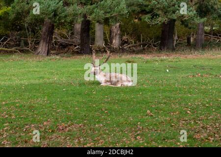 Gros plan d'un renne assis dans les bois en hiver. Un cerf à cerf avec de fabuleux bois assis sur la prairie Banque D'Images