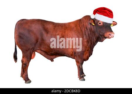 Drôle grand taureau brun en rouge Noël ou chapeau de Père Noël isolé sur blanc. Longueur totale de Bull isolée sur blanc. Animaux de ferme. Bannière de Noël Banque D'Images