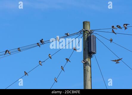 Swalws, Hirundo rustica, perché sur un fil téléphonique, Lancashire, Royaume-Uni Banque D'Images