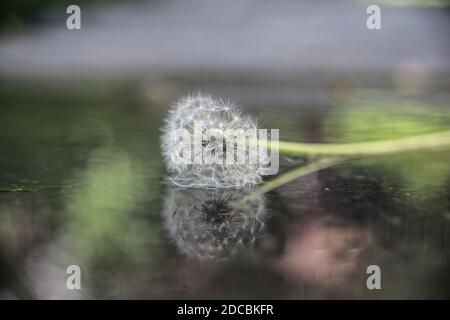 Magnifique pissenlit - reflet de fleur dans l'eau Banque D'Images