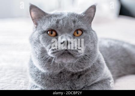 Gros plan d'un chat à cheveux courts britannique gris isolé Banque D'Images