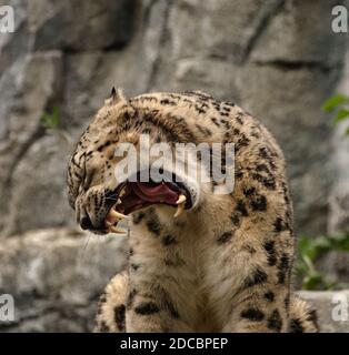 Cheetah Carnivore bâilling au zoo de leipzig en allemagne Banque D'Images