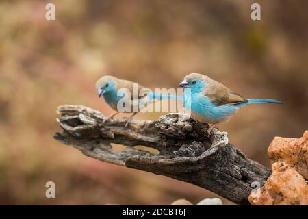 Deux Cordonbleu à la poitrine bleue debout sur une bûche à fond naturel dans le parc national Kruger, Afrique du Sud ; famille de espèce Uraeginthus angolensis Banque D'Images