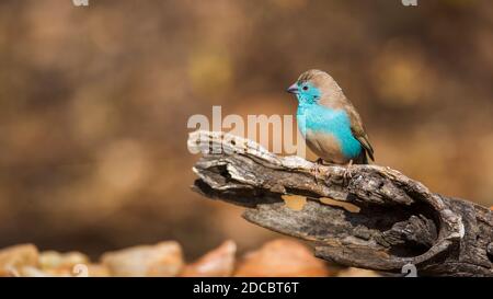 Cordonbleu croisé sur une bûche avec des couleurs d'automne dans le parc national Kruger, Afrique du Sud ; famille de espèce Uraeginthus angolensis Banque D'Images