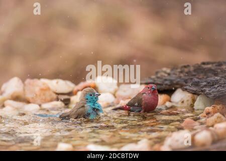 Jameson Firefinch et Cordonbleu croisé bleu baignade dans le trou d'eau du parc national Kruger, Afrique du Sud ; espèce Lagonosticta rhodopareia et Uraegi Banque D'Images