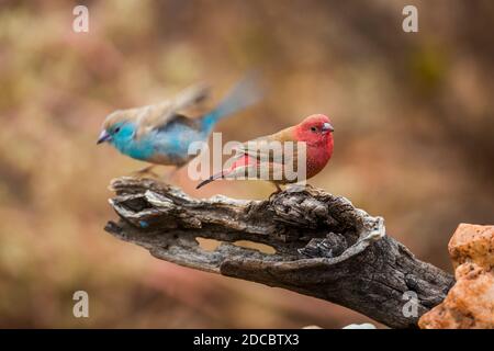 Cordonbleu croisé et Firefinch à bec rouge debout sur une bûche dans le parc national Kruger, Afrique du Sud ; espèce Uraeginthus angolensis et Lagonost Banque D'Images