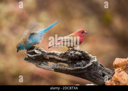 Cordonbleu croisé et Firefinch à bec rouge debout sur une bûche dans le parc national Kruger, Afrique du Sud ; espèce Uraeginthus angolensis et Lagonost Banque D'Images