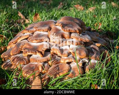 Le champignon du miel Armillaria ostoyae pousse sur les racines du Chestnut Et des chênes dans un parc situé en bordure de route Banque D'Images