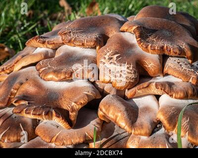 Le champignon du miel Armillaria ostoyae pousse sur les racines du Chestnut Et des chênes dans un parc situé en bordure de route Banque D'Images