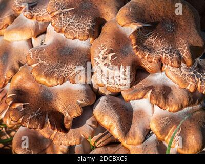 Le champignon du miel Armillaria ostoyae pousse sur les racines du Chestnut Et des chênes dans un parc situé en bordure de route Banque D'Images