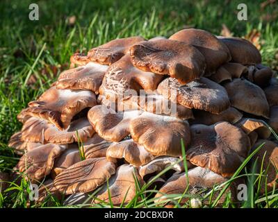 Le champignon du miel Armillaria ostoyae pousse sur les racines du Chestnut Et des chênes dans un parc situé en bordure de route Banque D'Images