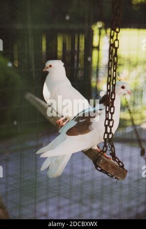 Gros plan d'un magnifique pigeon blanc Banque D'Images