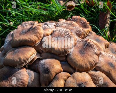 Le champignon du miel Armillaria ostoyae pousse sur les racines du Chestnut Et des chênes dans un parc situé en bordure de route Banque D'Images