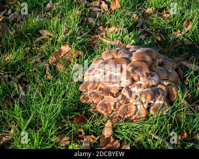 Le champignon du miel Armillaria ostoyae pousse sur les racines du Chestnut Et des chênes dans un parc situé en bordure de route Banque D'Images