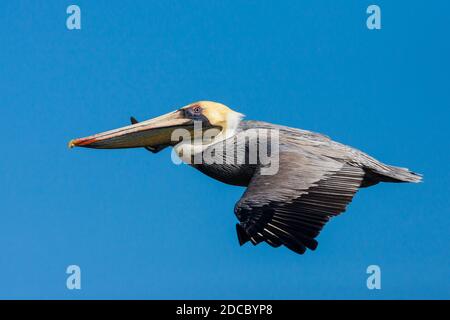 Pélican brun Pelecanus occidentalis,, à la sortie de Rio Grande, la côte Pacifique, province de Cocle, République du Panama. Banque D'Images