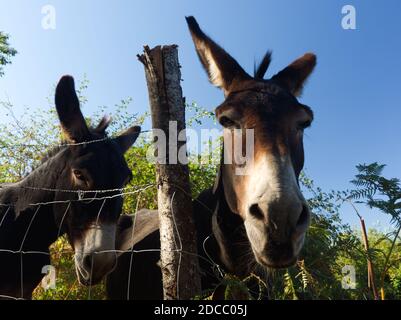 Âne face en gros plan dans les montagnes corses avec du vert et sur fond bleu Banque D'Images