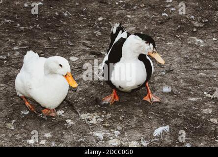 Deux canards domestiques dans le jardin Banque D'Images