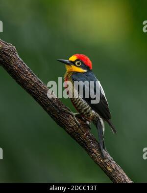 Un pic à la façade jaune (Melanerpes flavifrons) de la forêt tropicale de l'Atlantique Banque D'Images