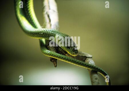 Dendroaspis angusticeps mamba vert, adulte, Tanzanie Banque D'Images