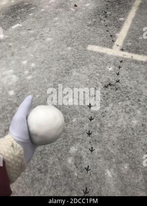 Boule de neige dans la main d'une femme. Sur fond d'asphalte recouvert de la première neige. Il y a des empreintes d'un grand oiseau dans la neige. Banque D'Images