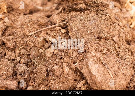 Gros plan du fumier. Engrais organique naturel. Plein format Banque D'Images