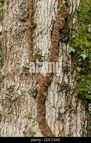 Lierre anglaise Hedera Helix vigne poussant vers le haut d'un tronc d'arbre, Royaume-Uni Banque D'Images
