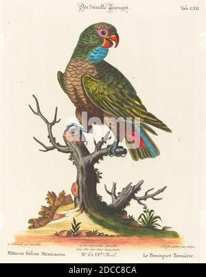 Johann Sebastian Leitner, (artist), German, 1715 - 1795, George Edwards, (artist after), English, 1694 - 1773, Parrot (Le Perroquet Brunatre. Pfittacus Fulcus Mexicanus), A Natural History of Uncommon Birds and Animals(1749-76), 52, (series), hand-colored etching Stock Photo