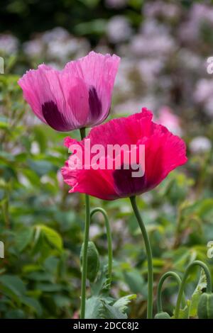 de magnifiques coquelicots rose vif par une belle journée ensoleillée Banque D'Images