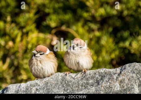 Une paire d'oiseaux d'arbrome amoureux, Passer domesticus, regardant les uns les autres, et perching sur pierre, arbre vert tacheté arrière-plan Banque D'Images