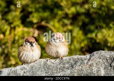 Une paire d'oiseaux d'arbrome amoureux, Passer domesticus, regardant les uns les autres, et perching sur pierre, arbre vert tacheté arrière-plan Banque D'Images