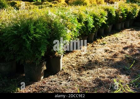 Rangée de pots de fleurs avec plantes de jardin. Thuja occidentalis (cèdre blanc du nord, arborvitae de l'est ou arbre de vie) Banque D'Images