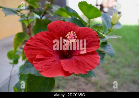 Vue rapprochée de l'hibiscus fleur rouge vif. Papier peint fleuri magnifique dans le jardin de pelouse de la maison indienne Banque D'Images