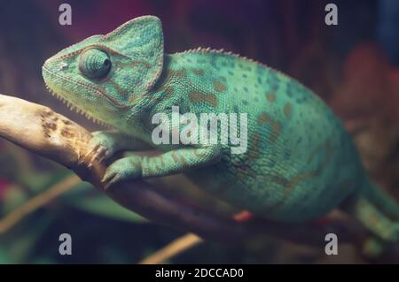 Caméléon bleu vif à pois assis sur la branche. Caméléon voilé (Chamaeleo calyptratus) en terrarium. Gros plan. Banque D'Images