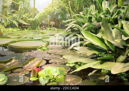 Plantes exotiques dans l'orangerie. Collection de plantes tropicales. Jardin d'hiver. Jardin botanique de l'Université d'État de Moscou (Aptekarskiy Ogorod), Moscou, Russie Banque D'Images