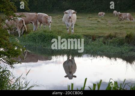 Bétail au bord de la rivière Ebble près d'Odstock dans le Wiltshire. Banque D'Images
