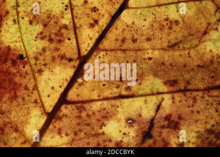 « feuilles d'automne » octobre 2020 gros plan sur les feuilles et les veines, prises avec l'objectif macro 100 mm de Canon Banque D'Images