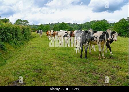 Troupeau de vaches marchant le long d'un hedgerow dans un champ. Banque D'Images