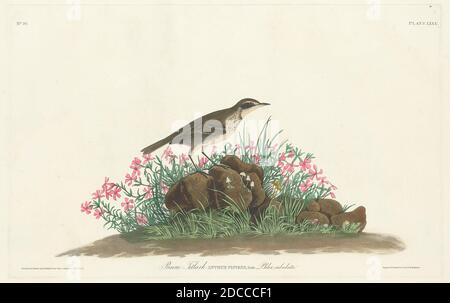 Robert Havell, Jr., (artiste), américain, né en Angleterre, 1793 - 1878, John James Audubon, (artiste d'après), américain, 1785 - 1851, Prairie Titlark, The Birds of America : plaque LXXX, (série), gravure en couleur main et aquatint sur papier J. Whatman Banque D'Images