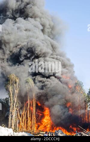 Miami Florida, Pennsuco West Okeechobee Road, arbres endommagés par un incendie combustion contrôlée par la cendre, pompiers pompiers pompiers pompiers pompiers Everglades fumée de bordure, Banque D'Images