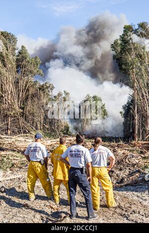 Miami Florida, Pennsuco West Okeechobee Road, arbres endommagés par un incendie combustion contrôlée par la cendre, pompiers pompiers pompiers pompiers pompiers Everglades fumée de bordure, Banque D'Images