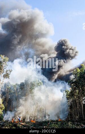 Miami Florida, Pennsuco West Okeechobee Road, arbres endommagés par un incendie combustion contrôlée par la cendre, pompiers pompiers pompiers pompiers pompiers Everglades fumée de bordure, Banque D'Images